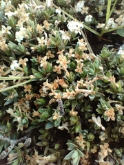 Pimelea oreophila