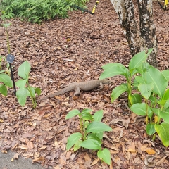 Varanus nebulosus