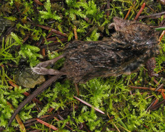 Sorex vagrans