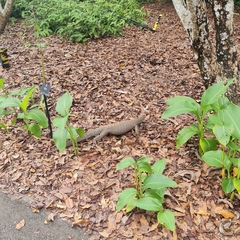 Varanus nebulosus