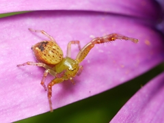 Australomisidia pilula