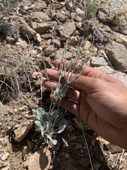 Eriogonum panamintense
