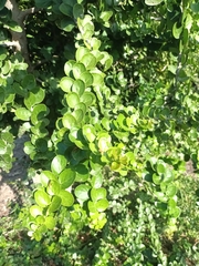 Mystroxylon aethiopicum