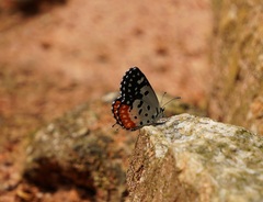 Talicada nyseus nyseus