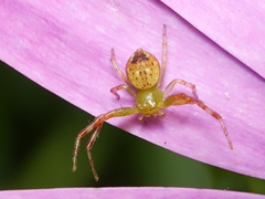 Australomisidia pilula