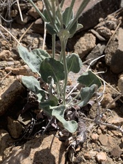 Eriogonum panamintense