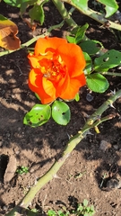 Apis mellifera scutellata