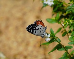 Talicada nyseus nyseus