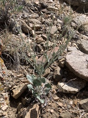 Eriogonum panamintense