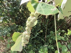 Mallotus apelta