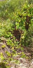 Muehlenbeckia adpressa
