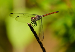 Lathrecista asiatica