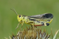 Arcyptera fusca