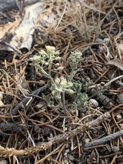 Lepidium montanum