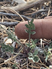 Lepidium montanum
