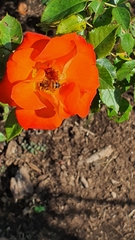 Apis mellifera scutellata