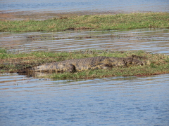 Crocodylus niloticus