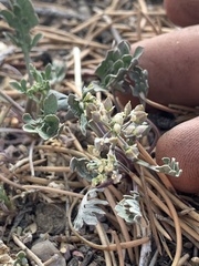 Lepidium montanum