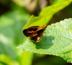Oriens goloides