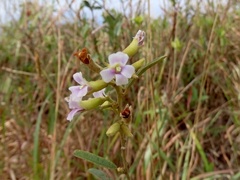 Helicteres angustifolia