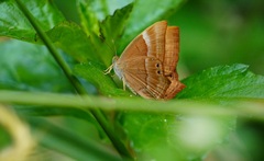 Abisara bifasciata suffusa
