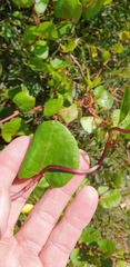 Muehlenbeckia adpressa
