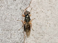 Acanthasargus stricta