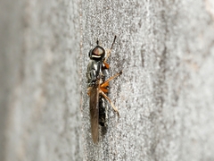 Acanthasargus stricta