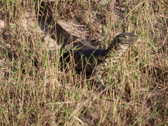 Varanus niloticus