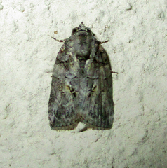 Pardasena virgulana