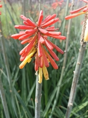 Kniphofia