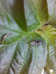 Isomerocera quadrilineata