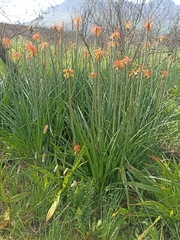 Kniphofia