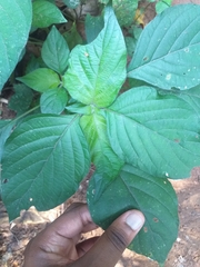 Isoglossa woodii
