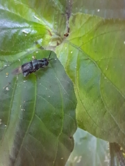 Isomerocera quadrilineata