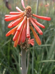 Kniphofia