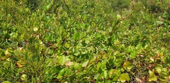 Muehlenbeckia adpressa