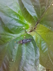 Isomerocera quadrilineata