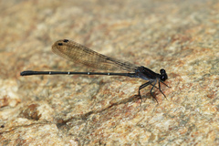 Argia tezpi