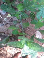 Isoglossa woodii