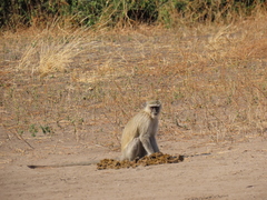 Chlorocebus pygerythrus