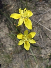 Moraea bituminosa