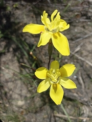 Moraea bituminosa