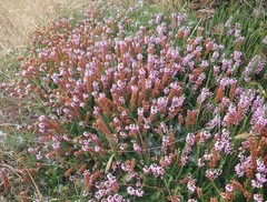 Erica vagans