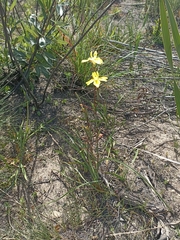 Moraea bituminosa
