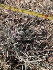 Eriogonum wrightii wrightii