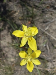Moraea bituminosa