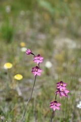 Thelymitra × irregularis