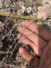Eriogonum wrightii wrightii