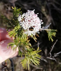 Grevillea crithmifolia